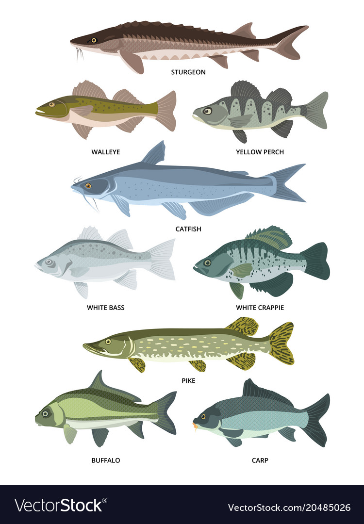 Collection of different kinds of freshwater Vector Image