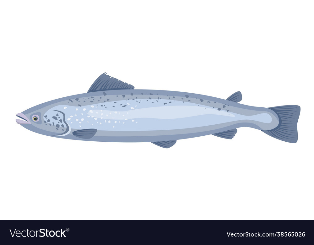 Salmon fish on white background seafood