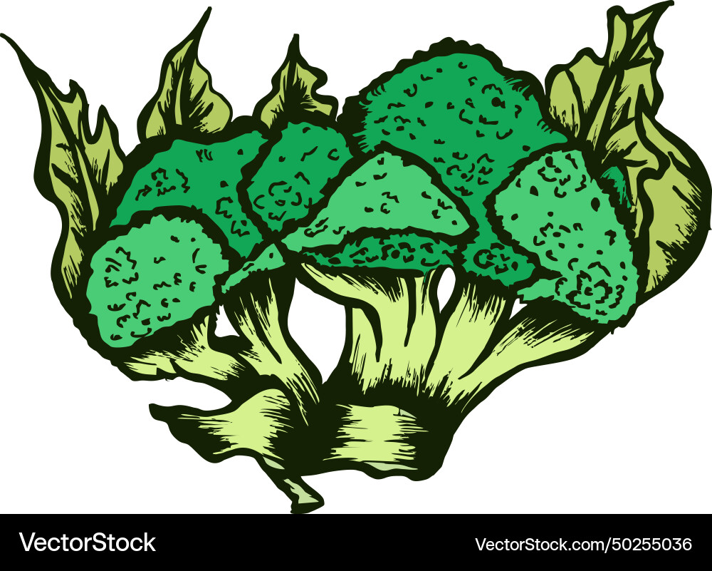 Broccoli Royalty Free Vector Image - VectorStock