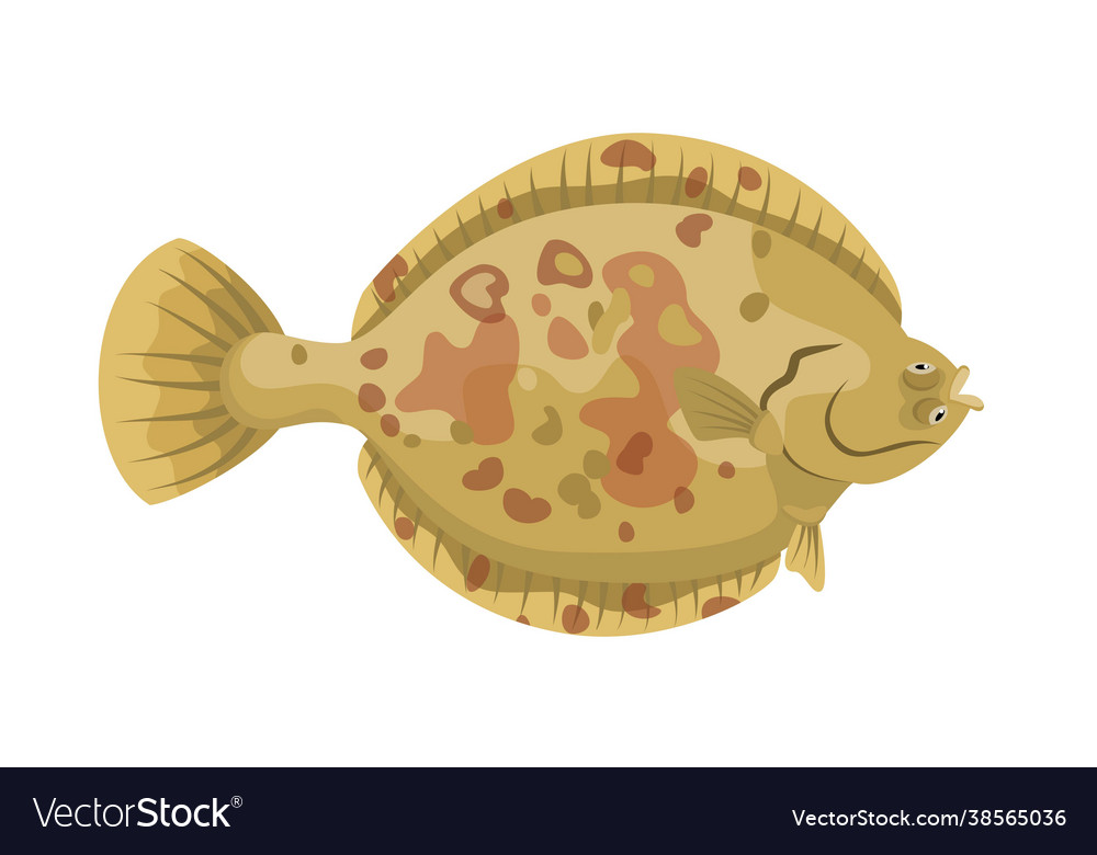 Flatfish on white background seafood