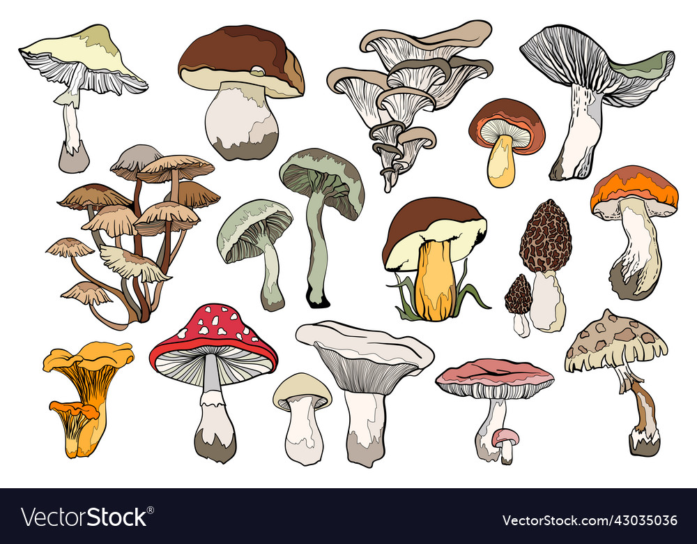 Mushrooms and toadstools Royalty Free Vector Image