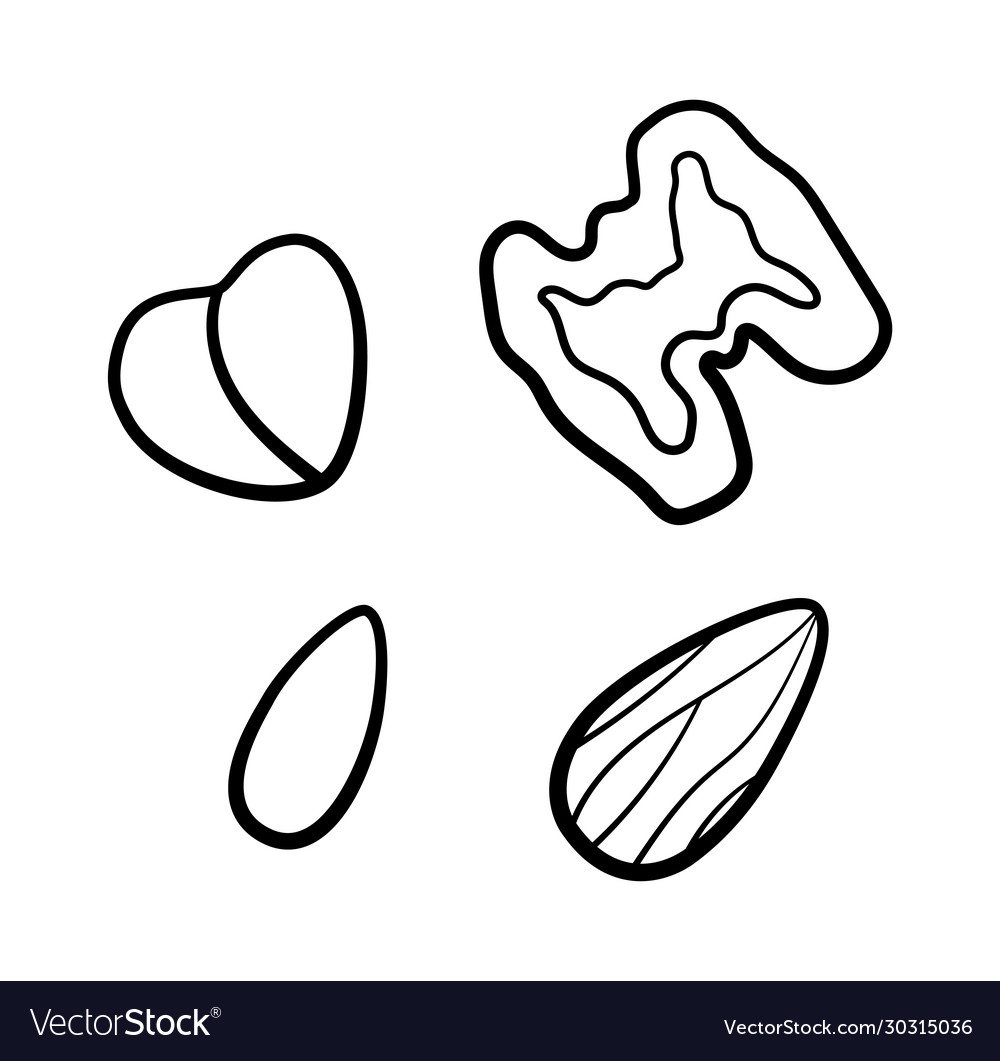 Nuts set in black lines isolated vector image Nuts set in black lines isolated