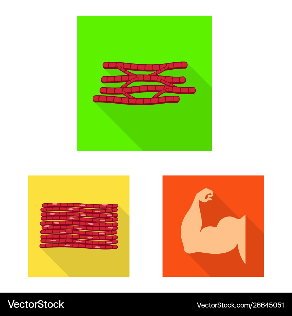Isolated object muscle and cells icon Royalty Free Vector