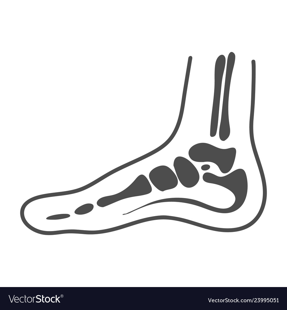 Medial foot anatomy isolated on a white background