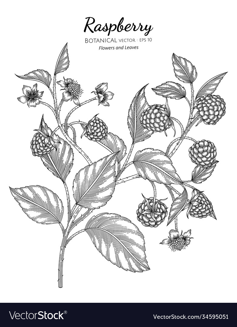 Raspberry Botanical Line Art