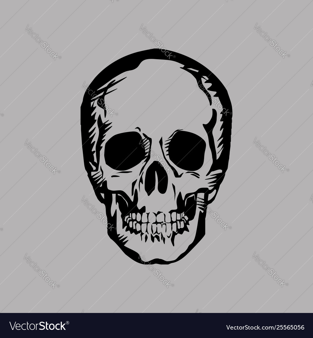 Human skull on gray background Royalty Free Vector Image