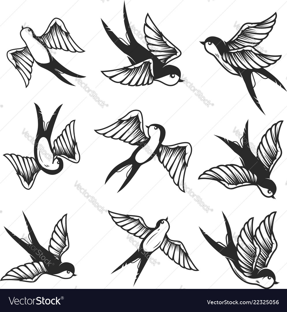 Set swallow on white background design element Vector Image