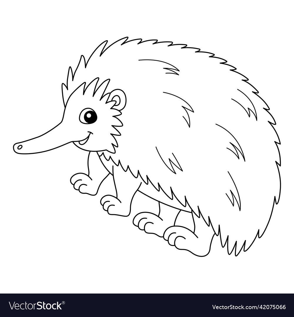 Echidna animal coloring page isolated for kids Vector Image