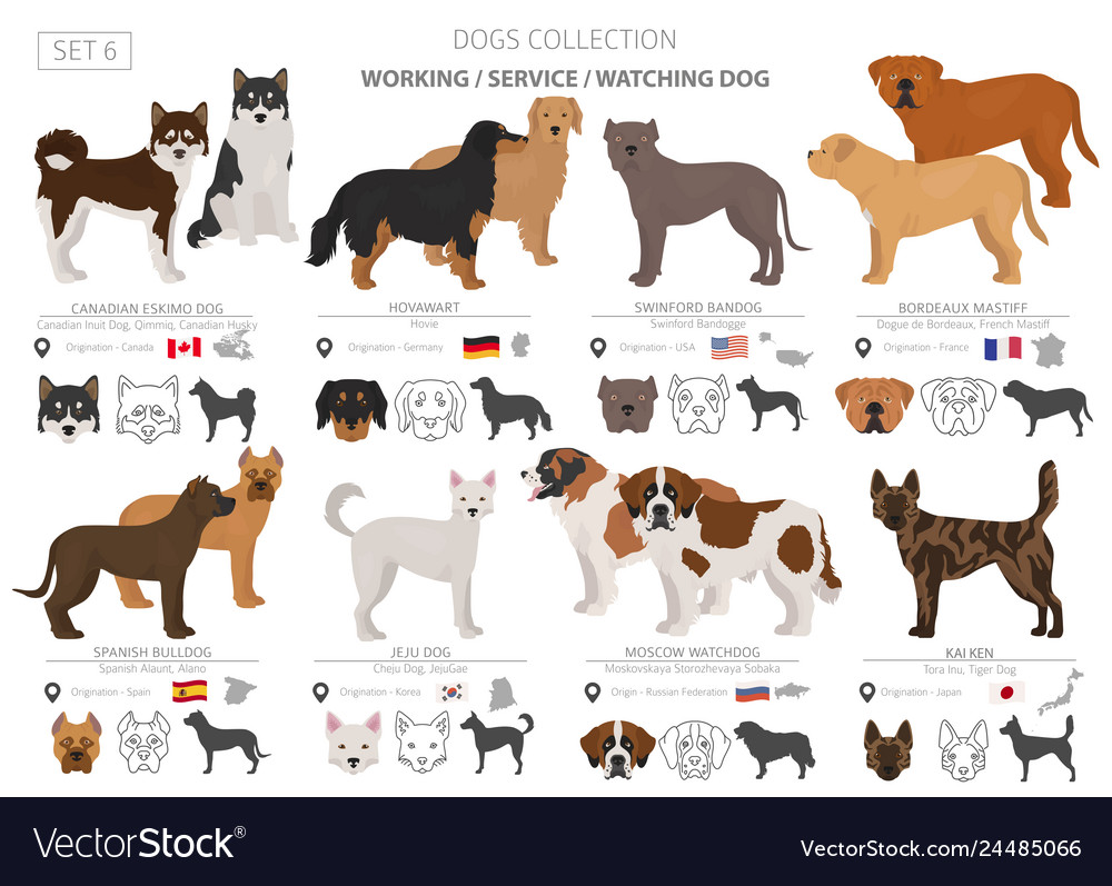 Working service and watching dogs collection Vector Image