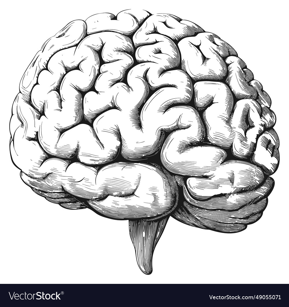 Brain sketch science woodcut antique human body Vector Image