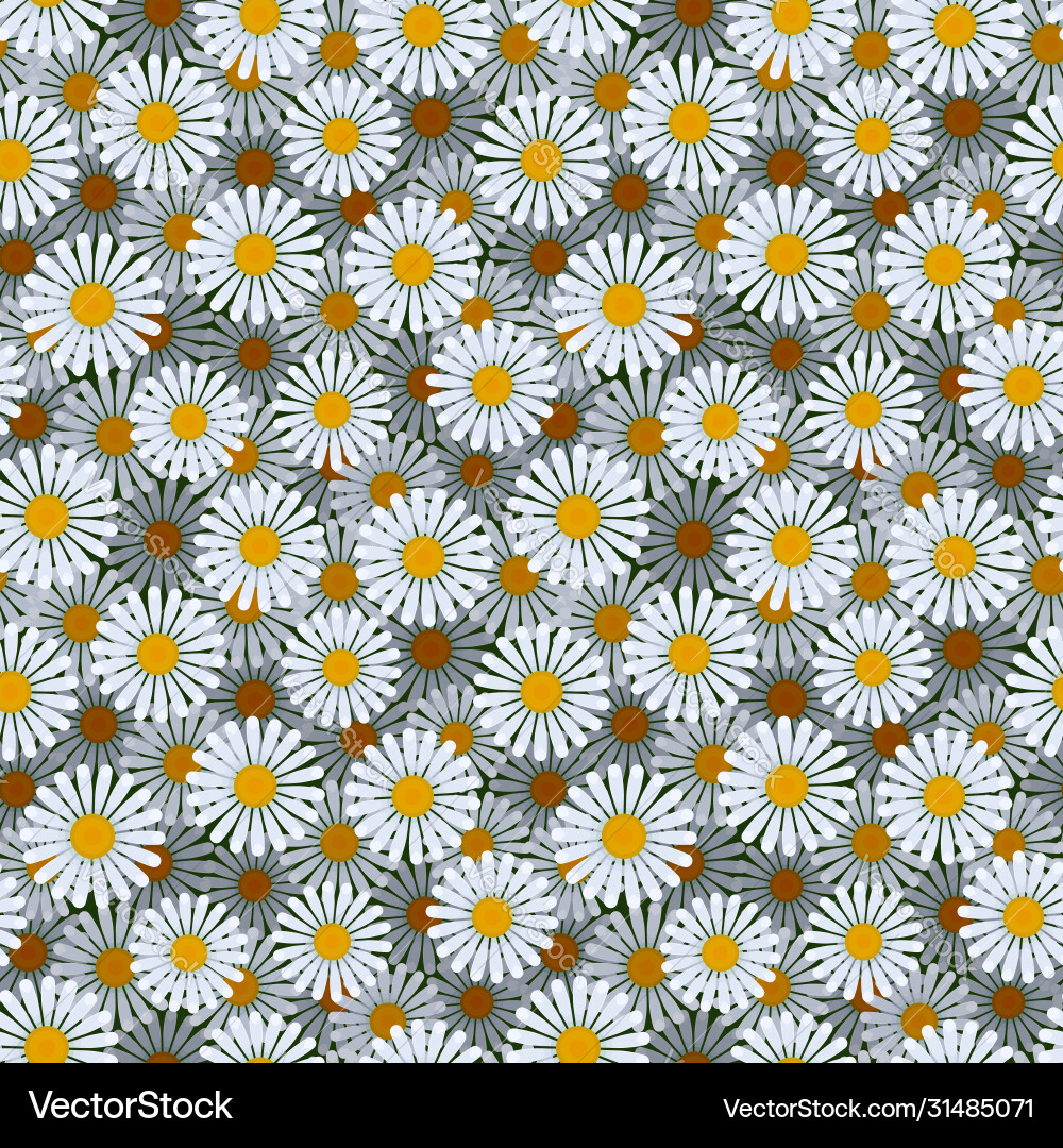 Daisies flower seamless pattern Royalty Free Vector Image