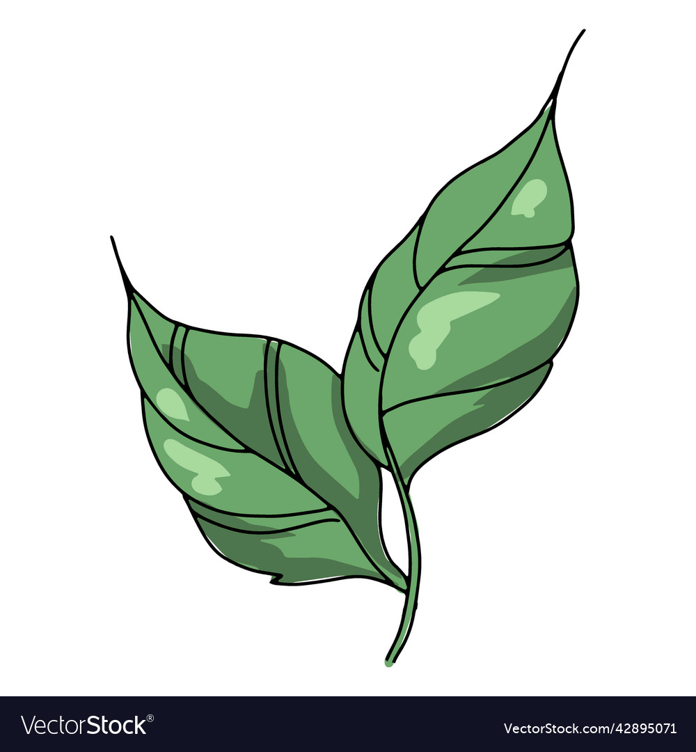 Two leaves high quality Royalty Free Vector Image