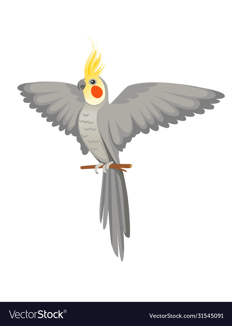 Grey Cockatiel Parrot