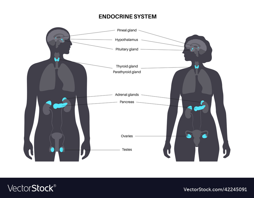 Human endocrine system Royalty Free Vector Image