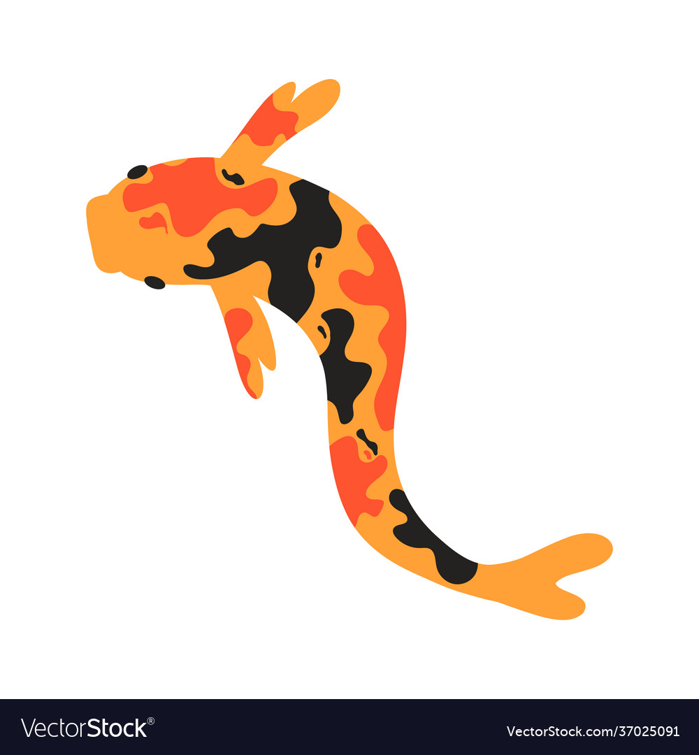 Koi carp japanese fish Royalty Free Vector Image