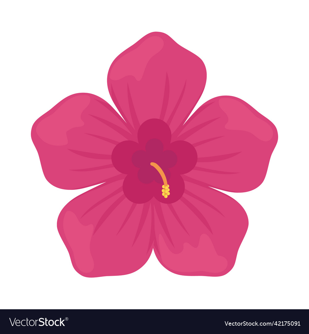 Pink Hibiscus Flower Royalty Free Vector Image 2646