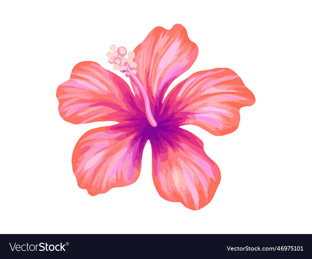 Hibiscus vibrant pink tropical