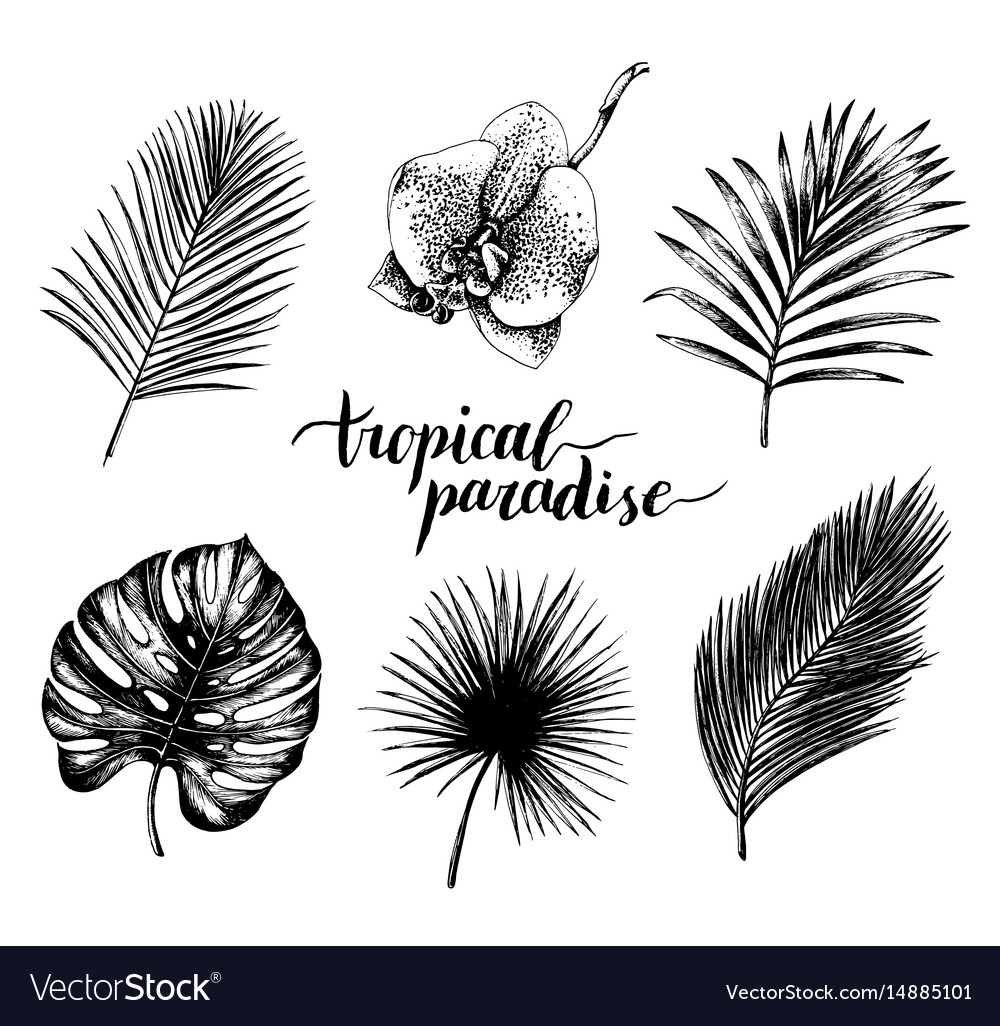 Vintage palm leaves tropic