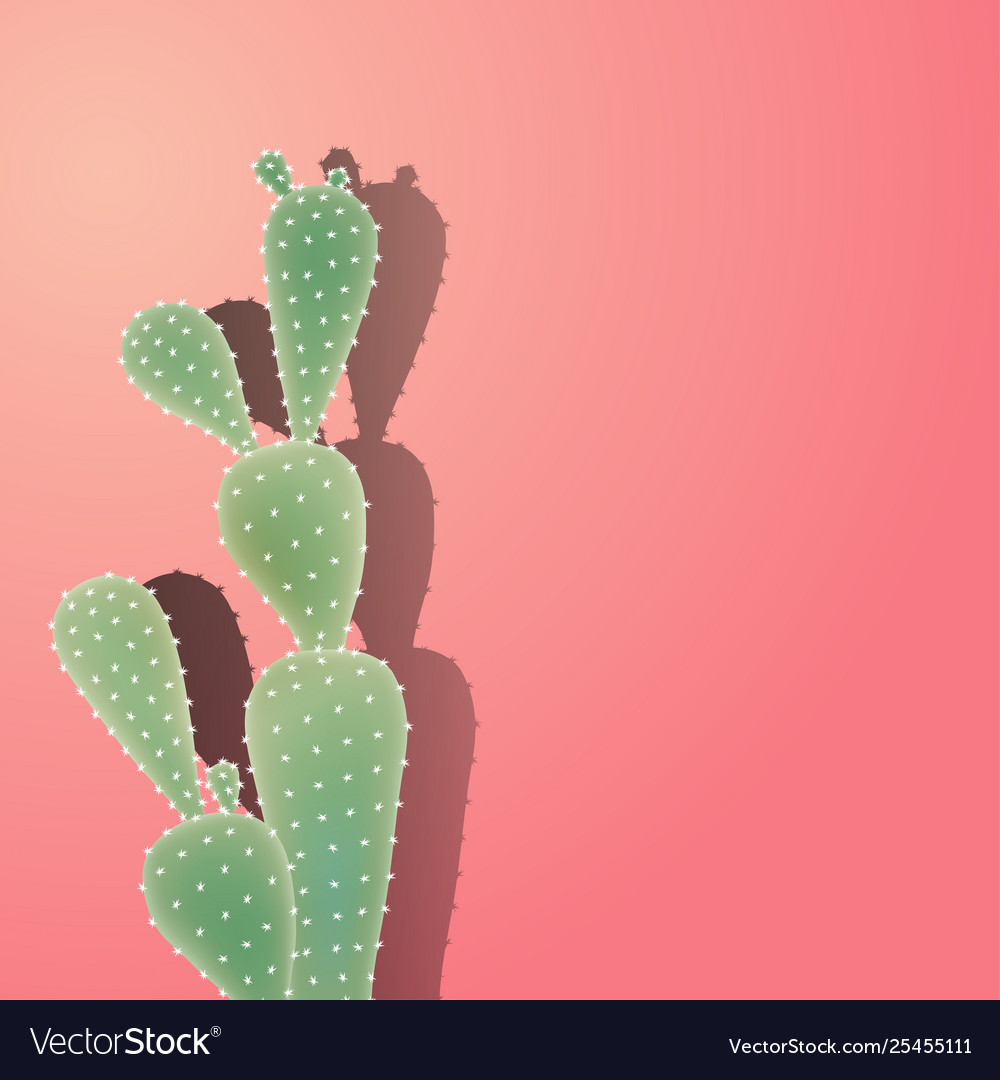 Cactus with shadow on wall