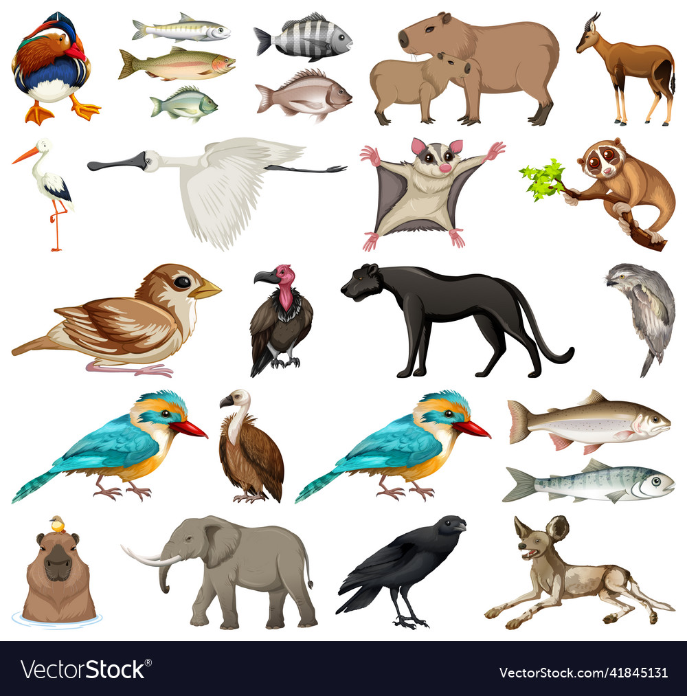 Different kinds of animals collection Royalty Free Vector