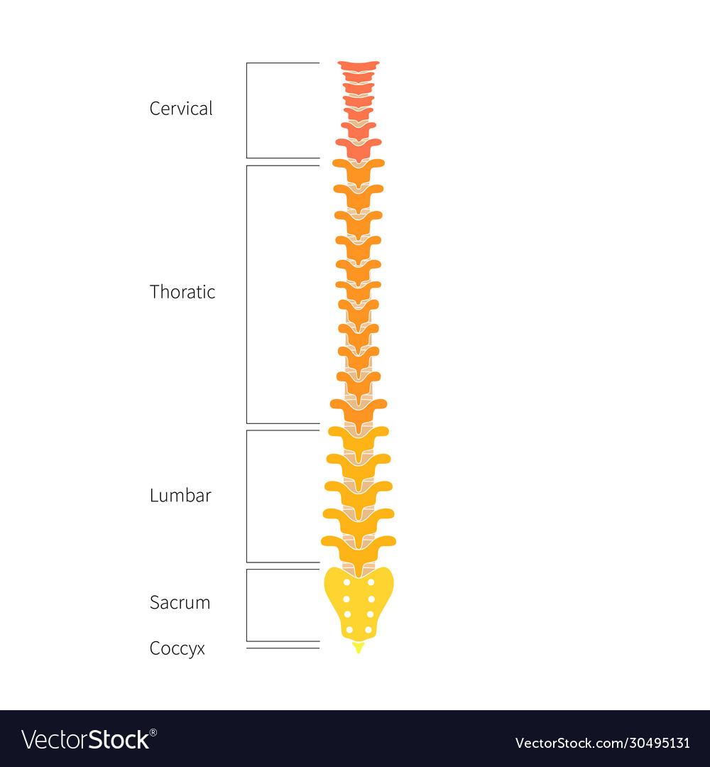 Human spine structure anatomy