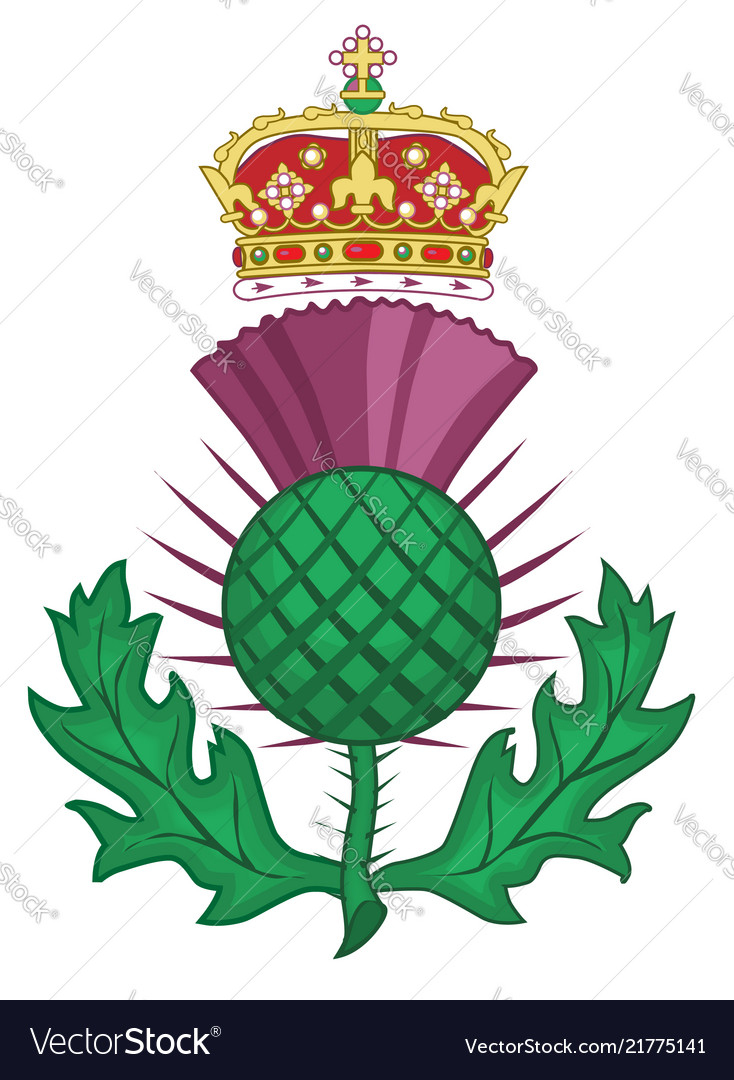 Thistle symbol of scotland Royalty Free Vector Image