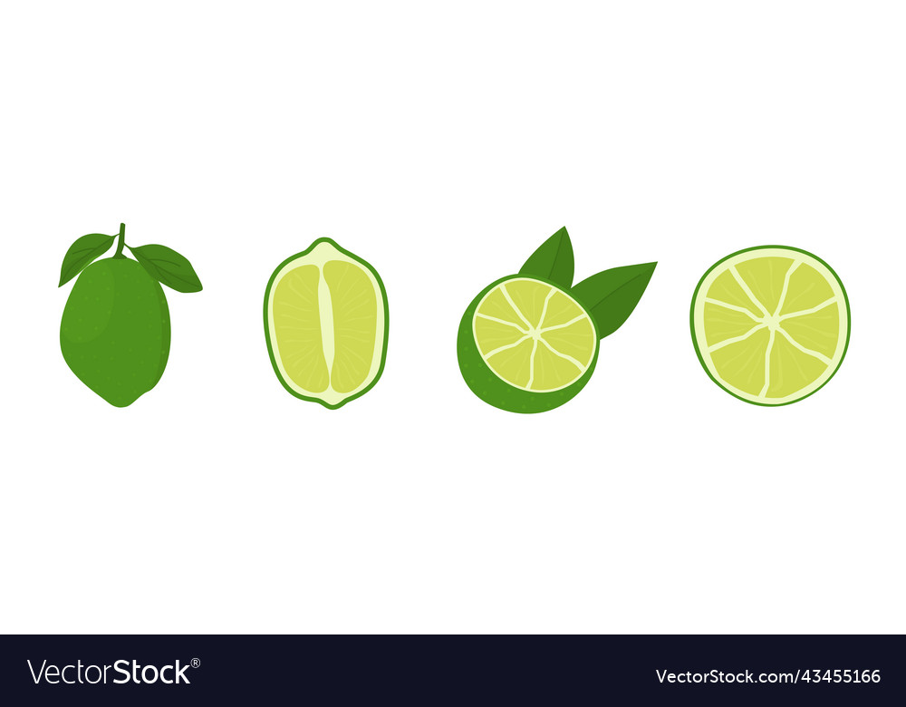 Green citrus fruit on lime tree key slice