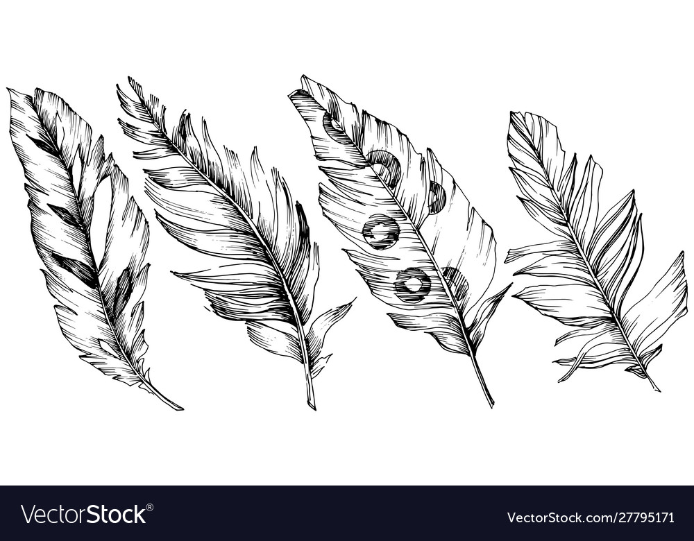 Bird feather from wing isolated