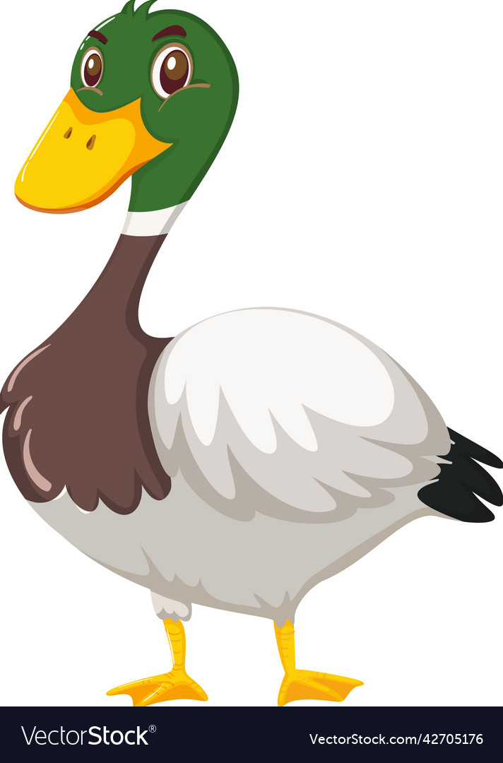 Duck cartoon character on white background Vector Image