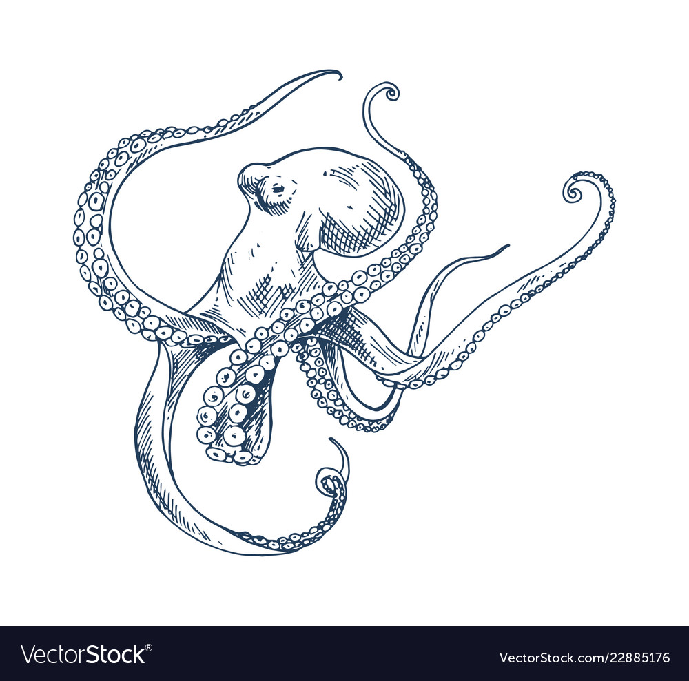 Octopus seafood monochrome Royalty Free Vector Image