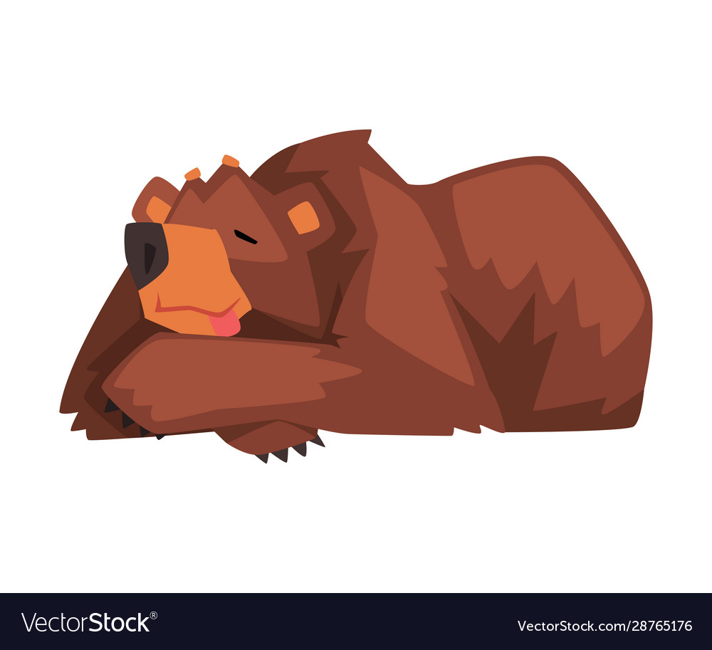 Sleeping brown bear cute wild forest animal