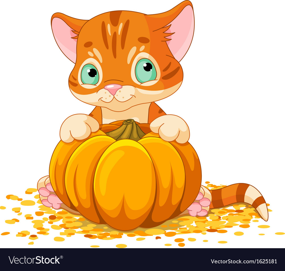 Harvest kitten