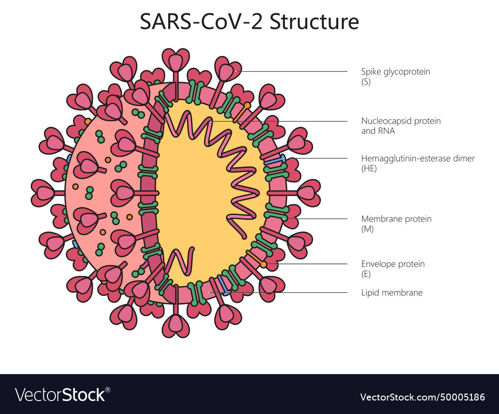 Coronavirus structure diagram medical science Vector Image