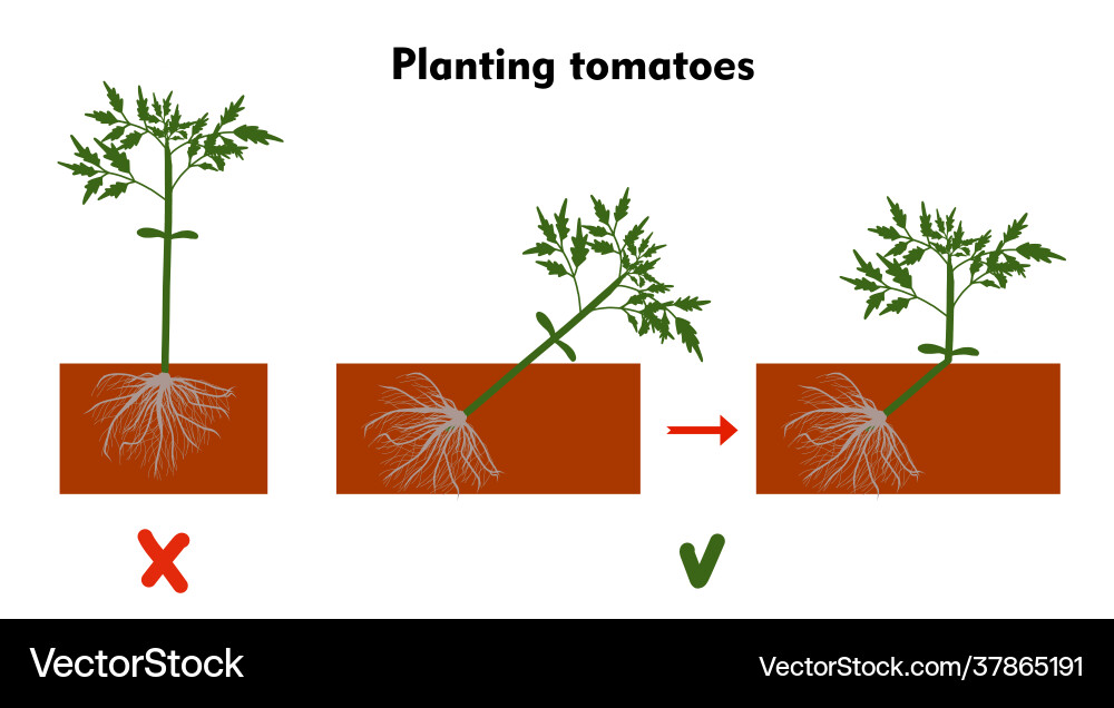 Planting tomatoes in ground growing a tomato Vector Image