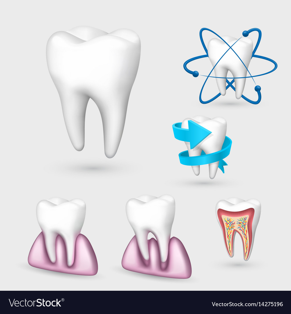 3d tooth collection set Royalty Free Vector Image