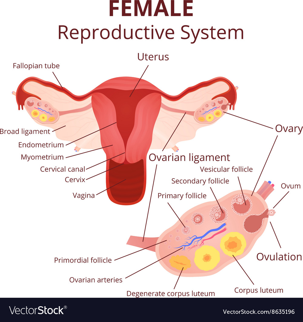 Female Reproductive System Royalty Free Vector Image