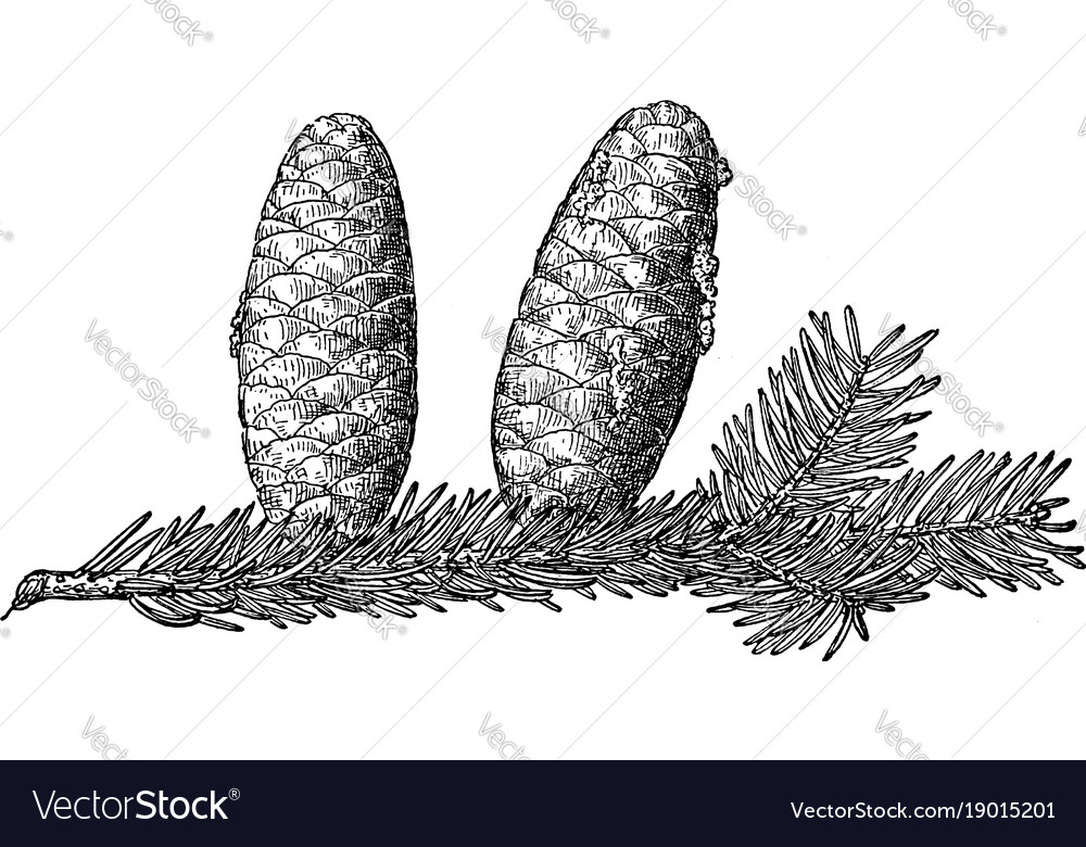 Pine cone of balsam fir vintage