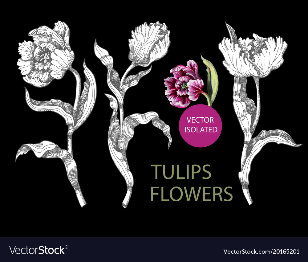 Tulips flowers drawing in different style