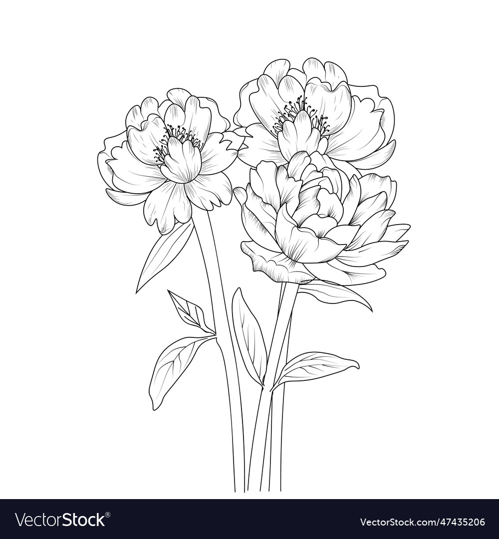 Botanical peony flower line drawing colorin pages Vector Image