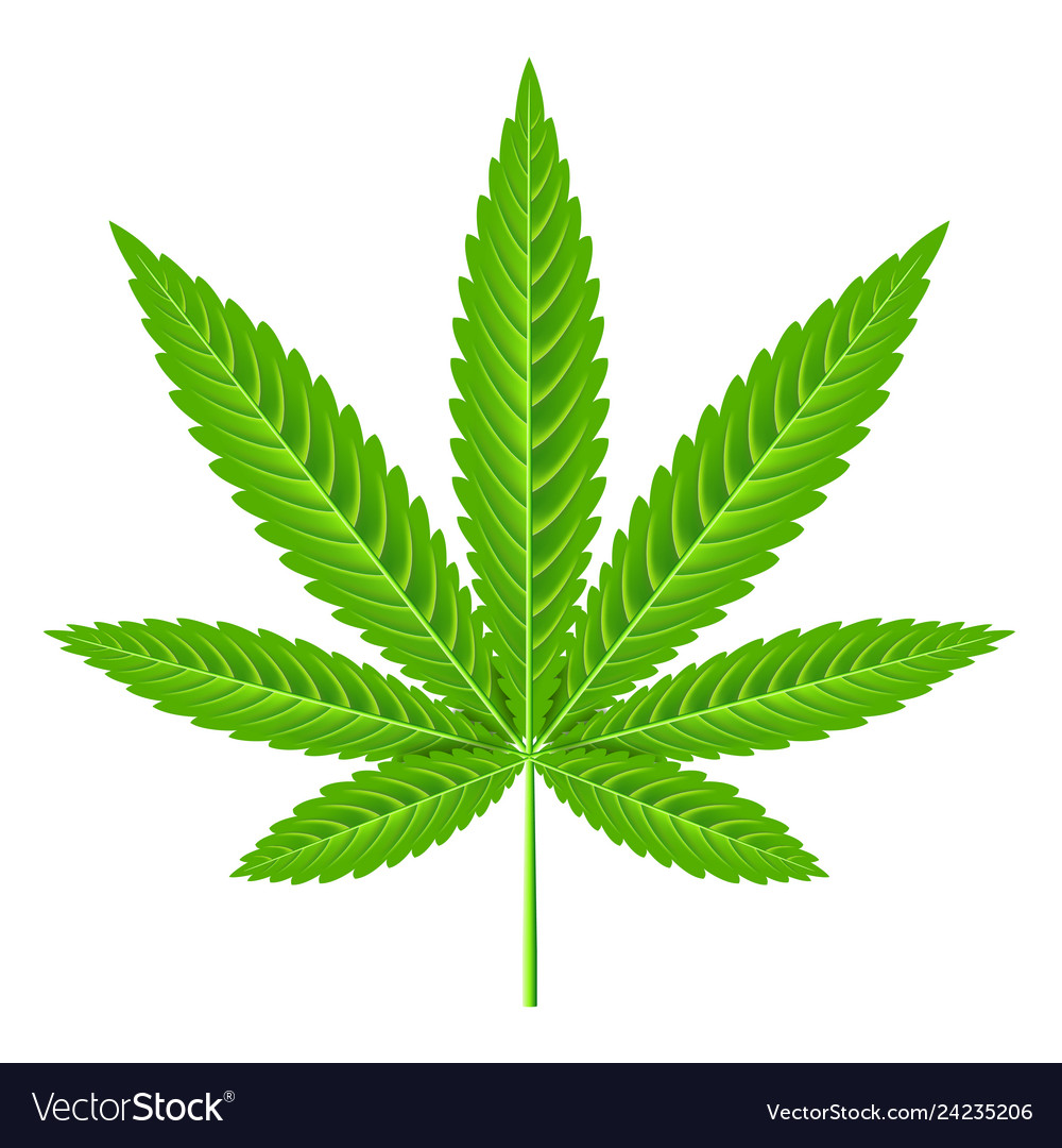 Marijuana leaf isolated on white Royalty Free Vector Image