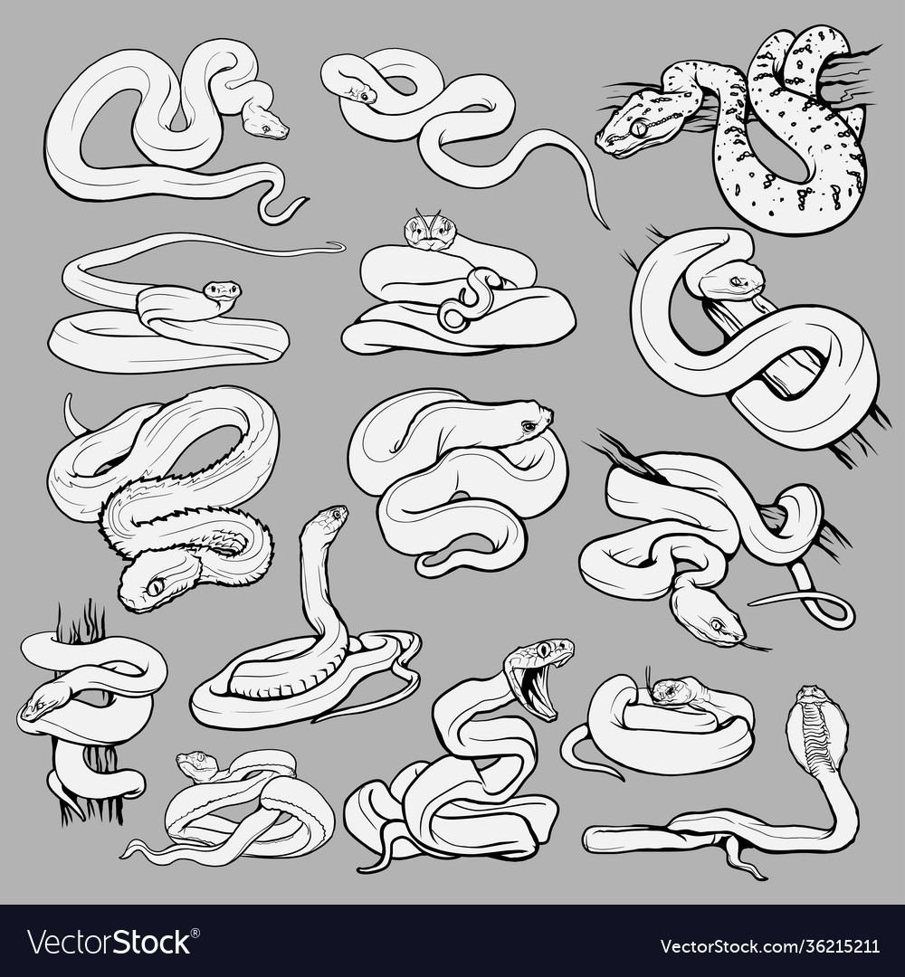 Set with beautiful different snakes collection Vector Image