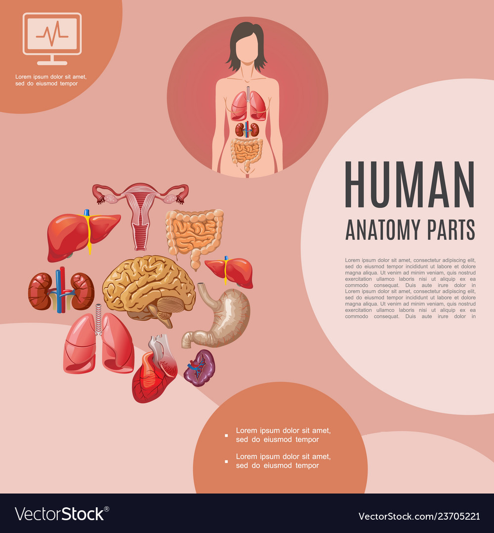 Cartoon human anatomy template Royalty Free Vector Image