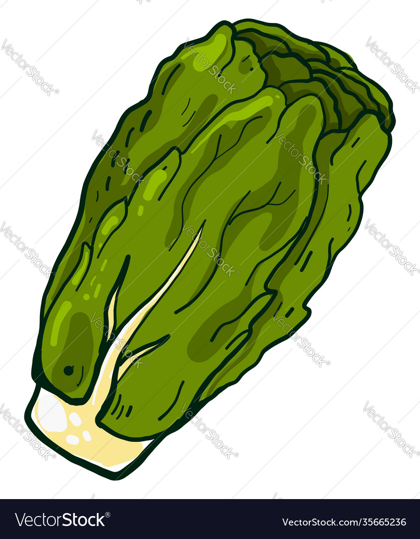 Fresh lettuce on a white background Royalty Free Vector