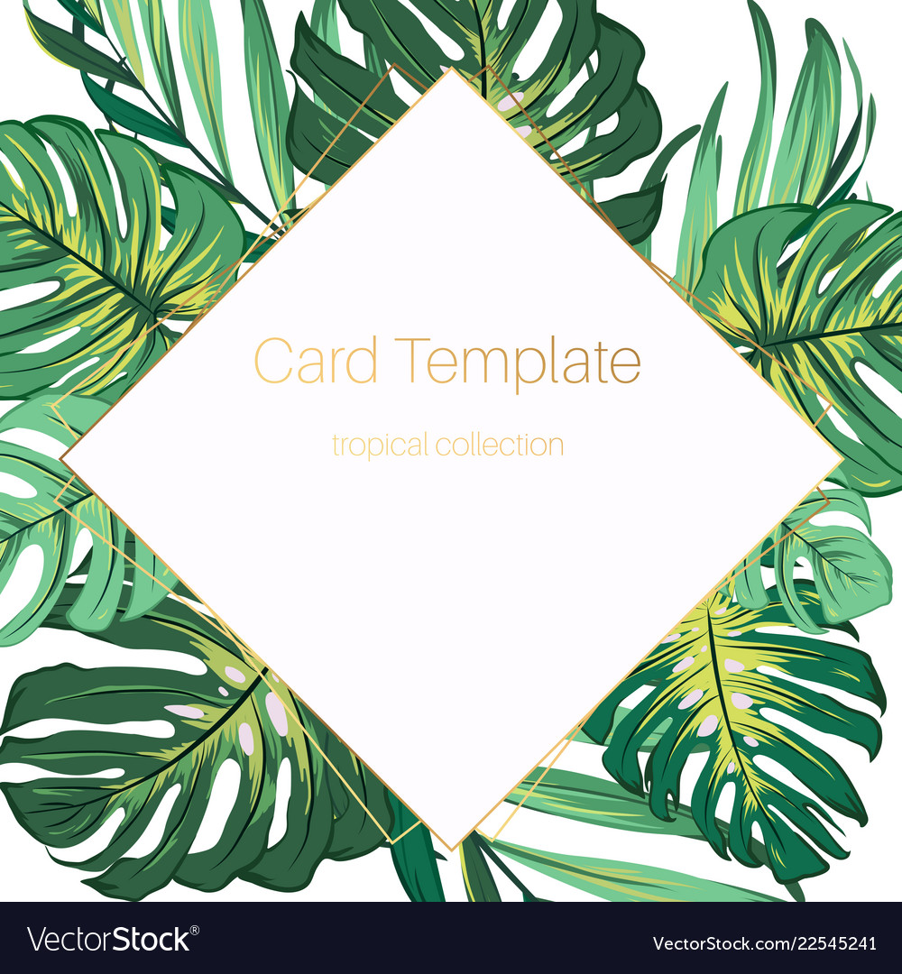 Exotic Tropical Jungle Palm Tree Monstera Green Vector Image