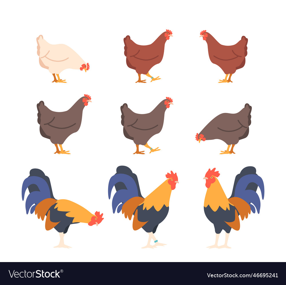 Set of poultry birds chicken and rooster natural