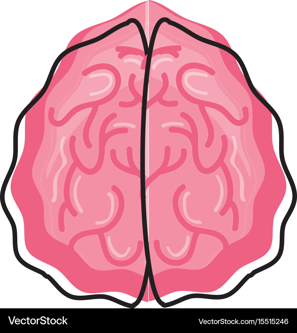 Human brain isolated Royalty Free Vector Image