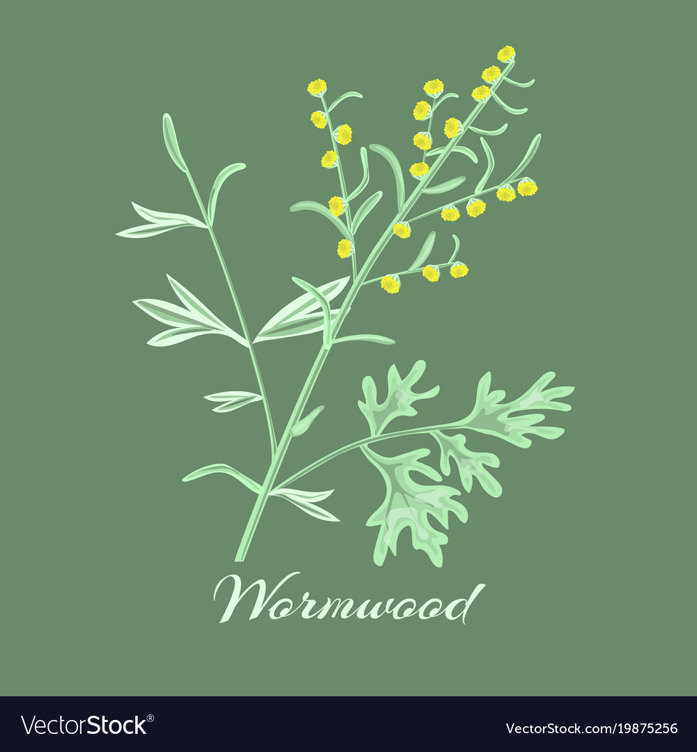 Wormwood herbartemisia absinthium