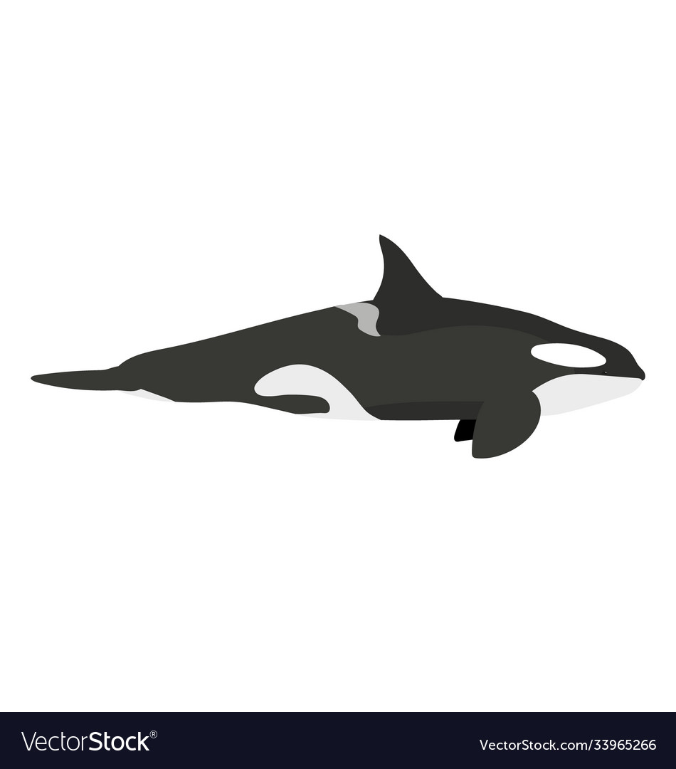 Orcinus orca - killer whale - type b1 female