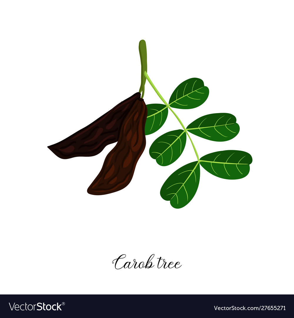 Drawing branch carob tree Royalty Free Vector Image