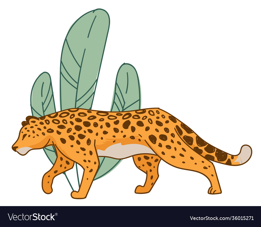 Hunting cheetah feline animal hiding leaves Vector Image